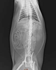 PET Tıbbi X Ray Tanısal Görüntüleme Şeffaf Film Beyaz Taban 25 × 30 cm